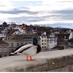 Lindenhof / Z&uuml;rich