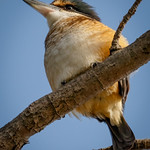 Kōtare | Sacred Kingfisher
