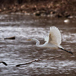 _DSC6080 Heading off