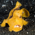 Painted Frogfish