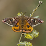 Emperor moth 9048 # Saturnia pavonia
