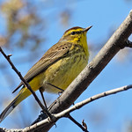 Palm Warbler (Setophaga palmarum hypochrysea) - 20230416-04