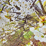 09 - Munich M&uuml;nchen Avril April 2023 - un parc