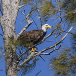 Mom bring fish for dinner