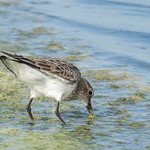 Ma&ccedil;arico-branco - Sanderling