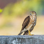 Adult male eurasian sparrow hawk