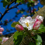 Apple blossoms and buds