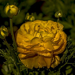 Yellow Ranuncula Flower and Buds.