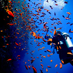 Fish Confetti (Explored)