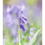 Bluebells