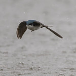 Another swallow shot