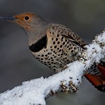 northern flicker 2