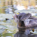Pied-billed Grebe - Gr&egrave;be &agrave; bec bigarr&eacute;