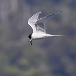 White-fronted Tern (Sterna striata)