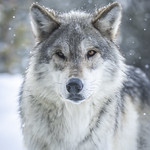 Beautiful Gray Wolves West Yellowstone Montana Winter Snow Wolfpack Sony A1 ILCE-1 Fine Art Wolf Apex Predator Photography! Canis Lupus Sony Alpha 1 & Sony FE Telephoto Zoom 70-200mm f/2.8 GM OSS E-Mount Lens SEL70200G West Yellowstone Elliot McGucken