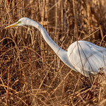 Grande Aigrette - Ardea alba - Great Egret