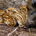 Wild pig family