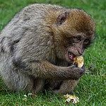 Barbary Macaque 2