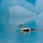 Common eider