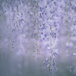 Wisteria