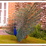 Indian peafowl-Kent