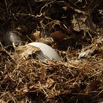 First goose egg of the Spring season