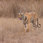 Female Bengal Tiger (Tigress) - Panthera tigris tigris