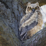 Great Horned Owlet