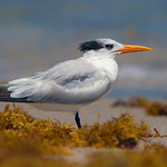 Sterne royale / Royal Tern