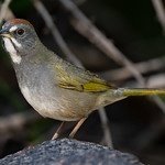 My what a green tail you have