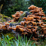 walking chilean Patagonia