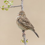 Vesper sparrow.