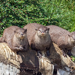 Three Asian Short-clawed Otters waiting patiently on a fallen tree trunk