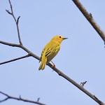 Yellow Warbler