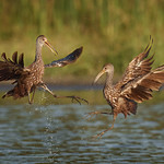 Limpkin Skirmish (1 of 1)