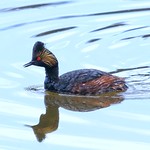 Eared Grebe -11