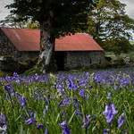 Emsworthy Barn and Bluebells