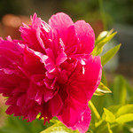 Th&eacute;s&eacute;e-la-Romaine (Loir-et-Cher).