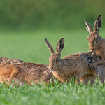 Hares