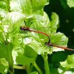 Tandem Large Red Damselflies