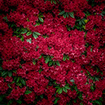 Big Red is abloom again