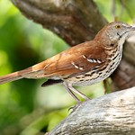 Brown Thrasher on log