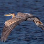 BS9A4708 Great Blue Heron