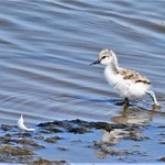A {very} young and cute AVOCET chick.