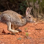 Desert cottontail-07458-Edit