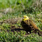 Yellowhammer (m)