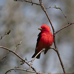 Scarlet Tanager - Piranga &eacute;carlate