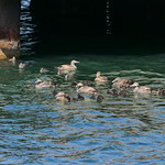 Female Eiders & Ducklings