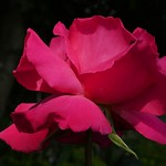 The language of Love