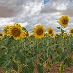 Girasoles